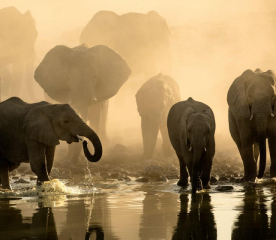 Africa