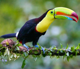 Central America